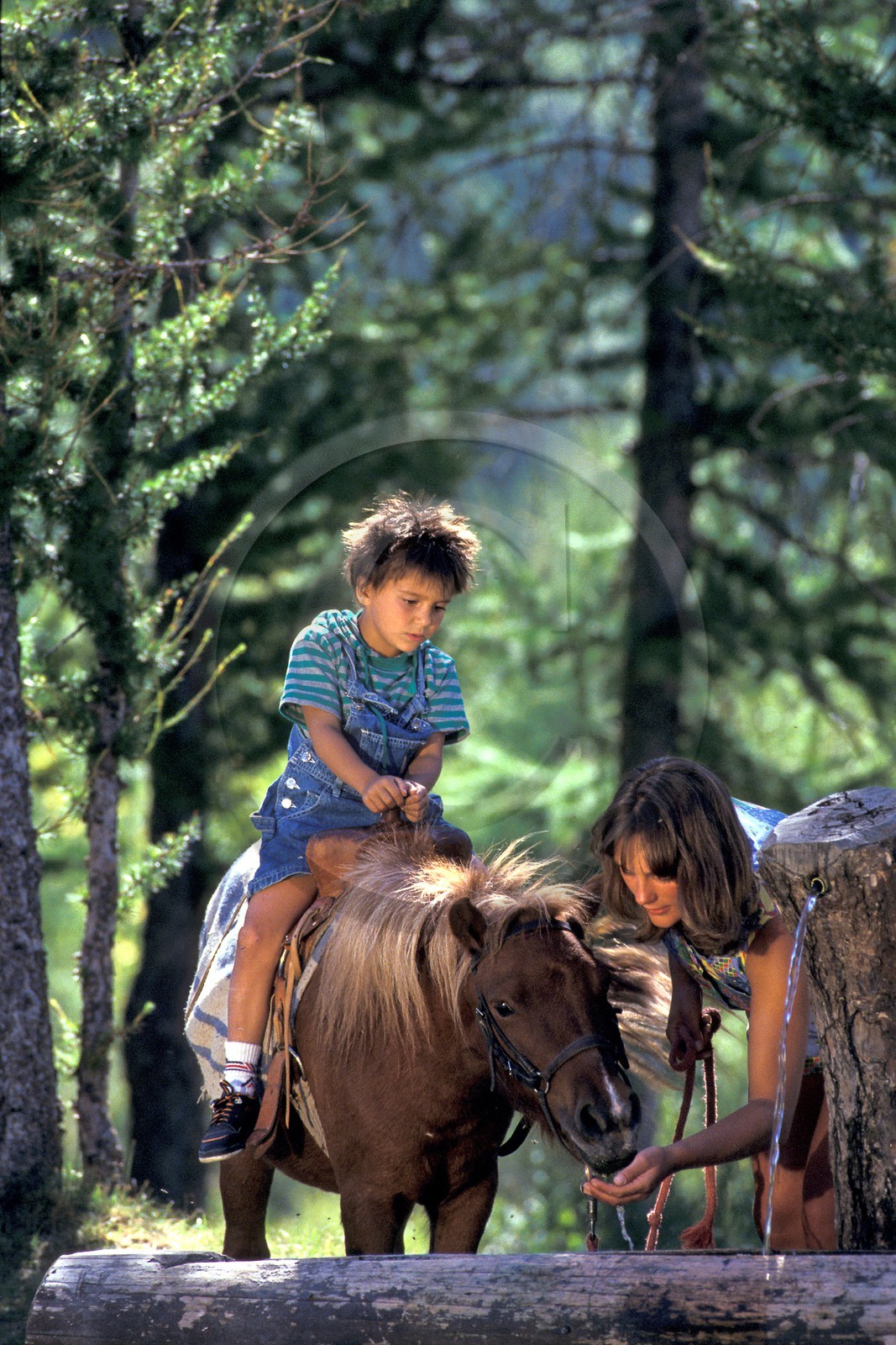 Poney