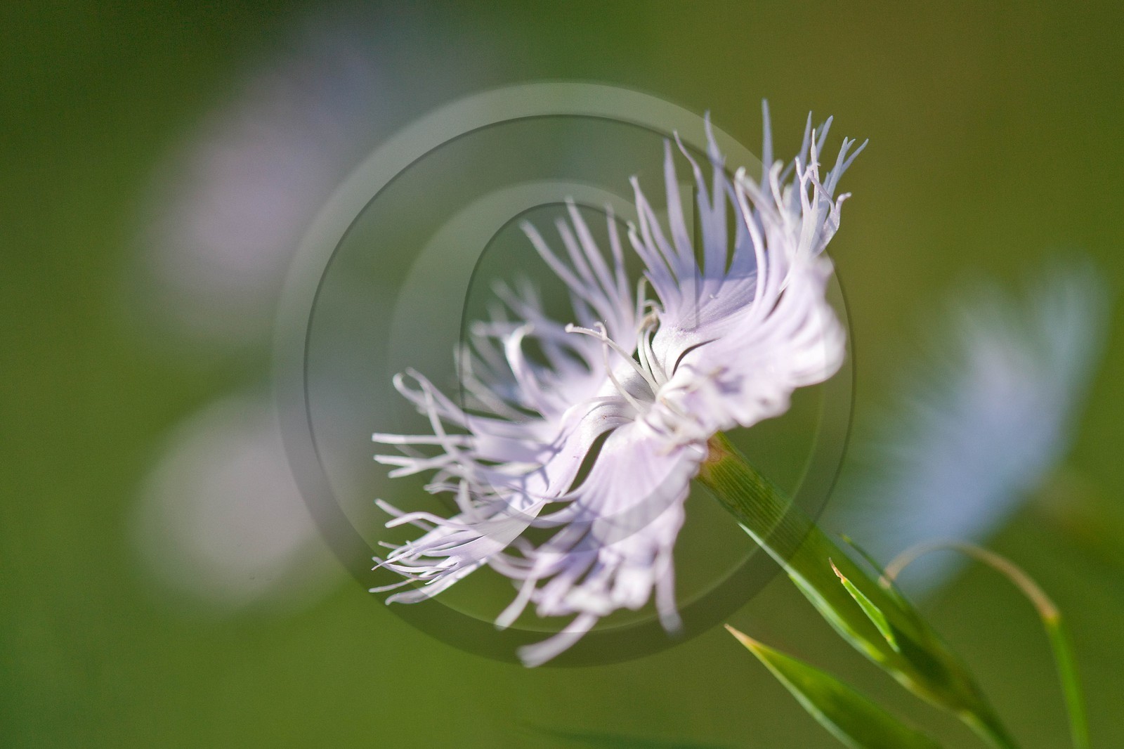 Œillet de Montpellier, Dianthus hyssopifolius Œillet de Montpellier, Dianthus hyssopifolius