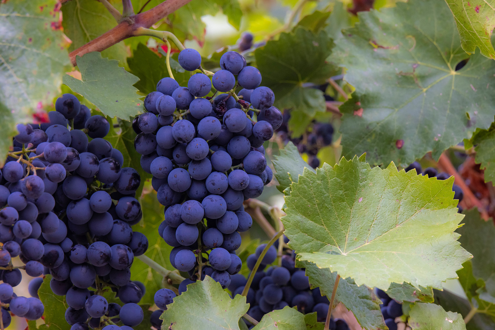 Domaine du Mont Guillaume, cépage le Mollard