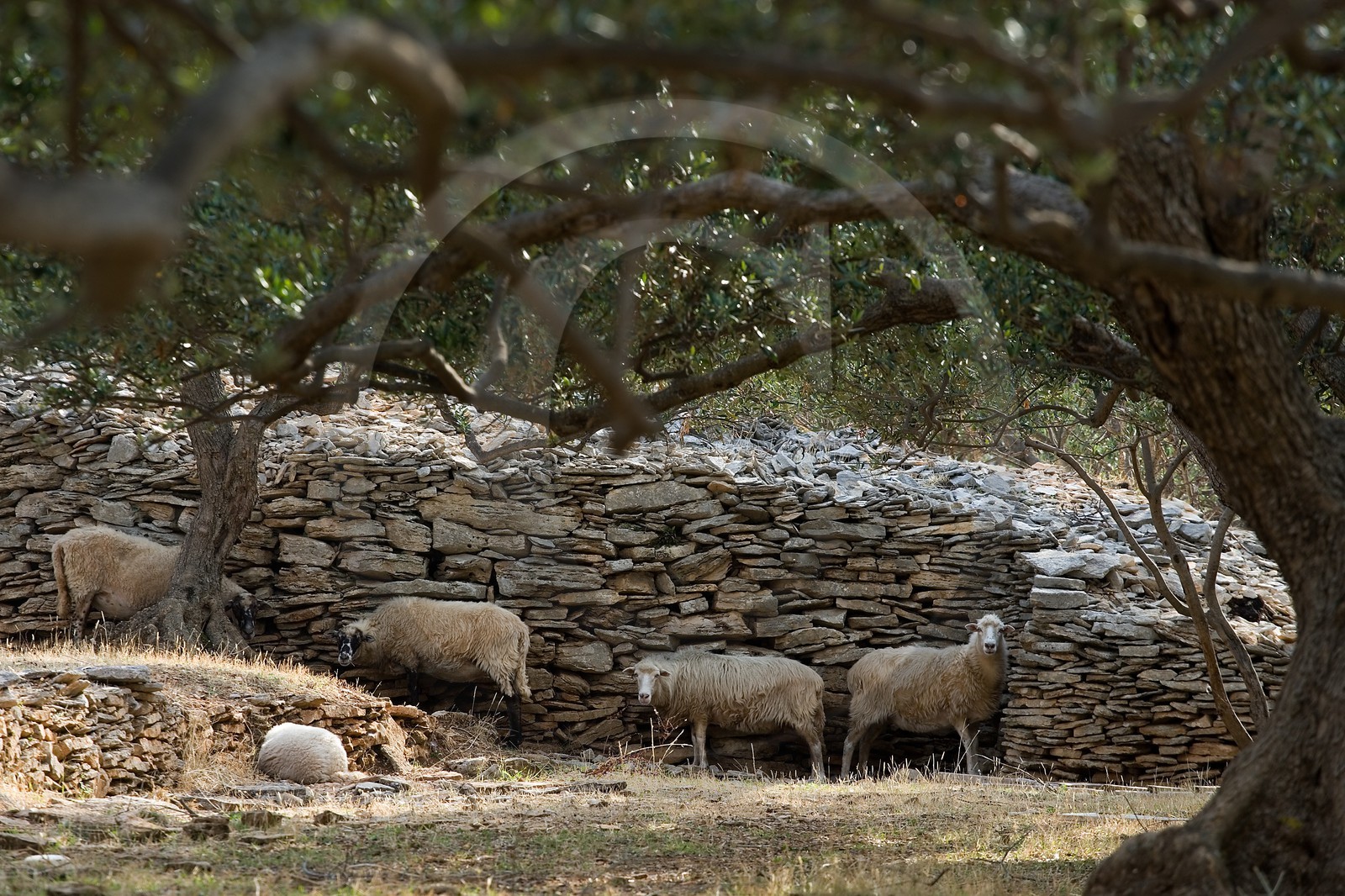 Montons dans enclos de pierre Montons dans enclos de pierre
