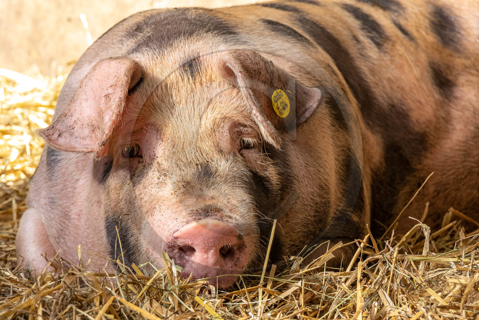 Ferme des Bichoux
