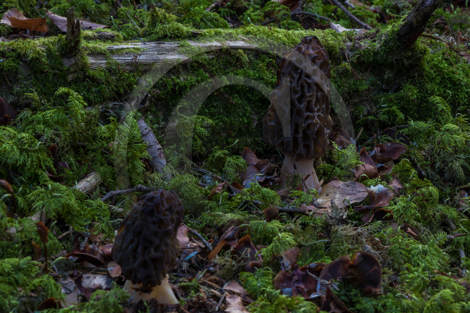 Morille, Morchella