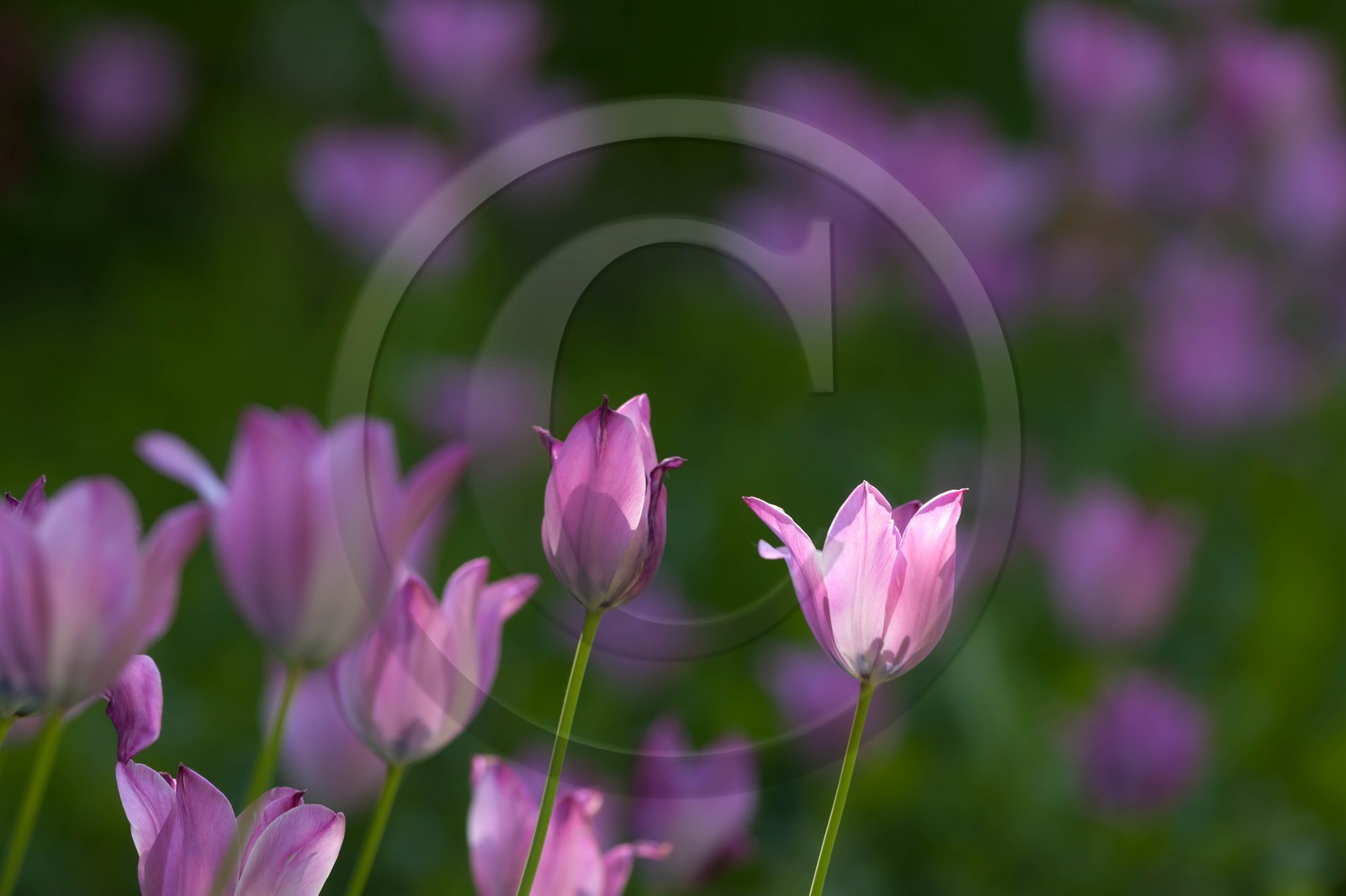 Tulipe de Guillestre, Tulipa platystigma Tulipe de Guillestre, Tulipa platystigma