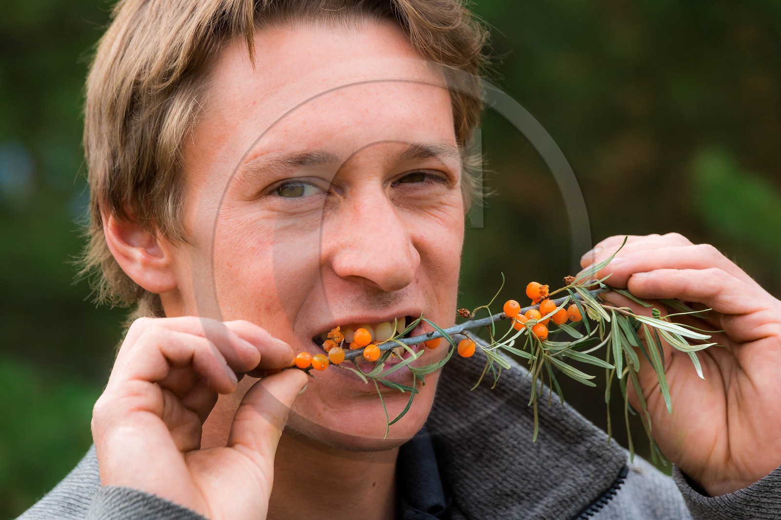 David Viveau agriculteur, producteur de baies d'argousier