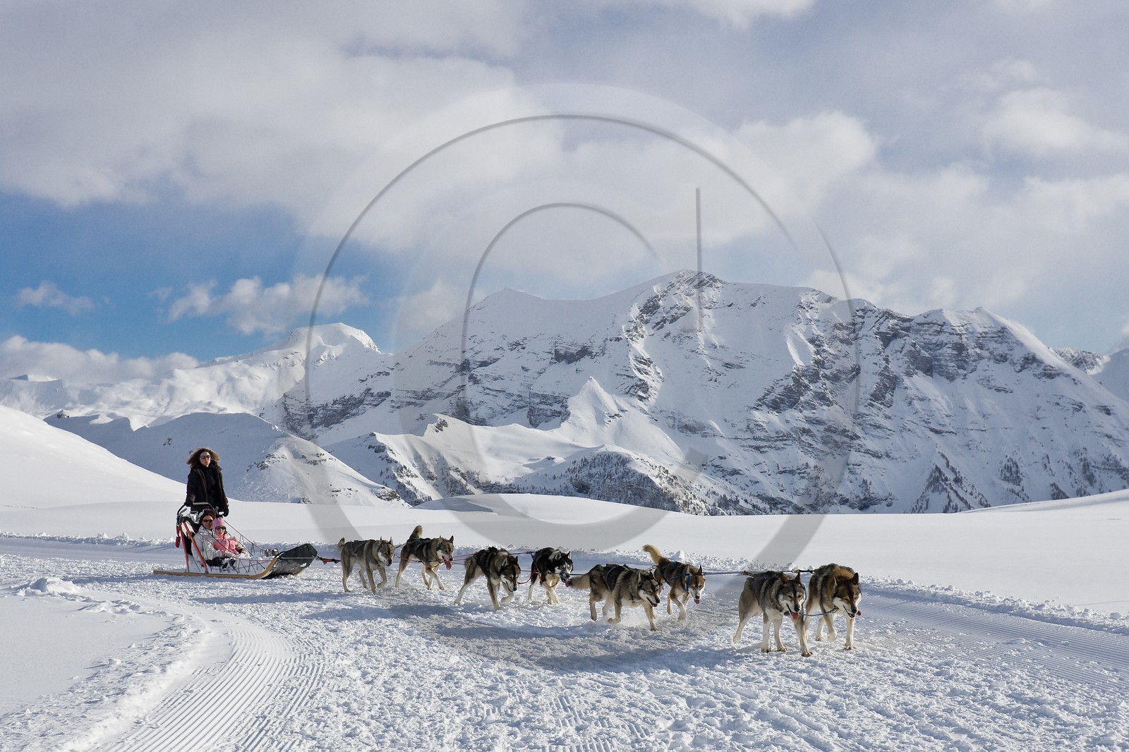 Chiens d'attelage
