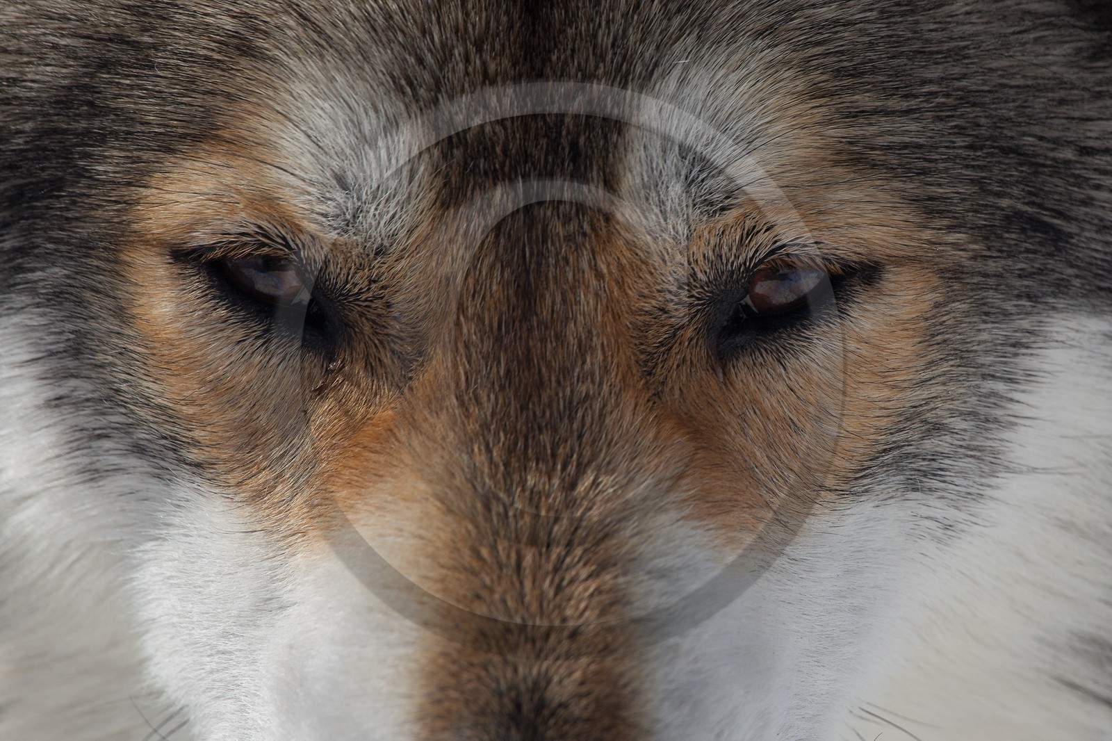 Chiens d'attelage
