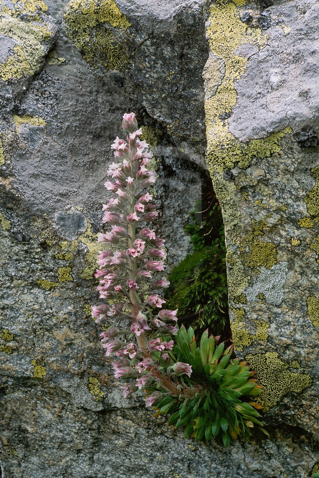 Saxifrage à nombreuses fleurs, Saxifraga florulenta