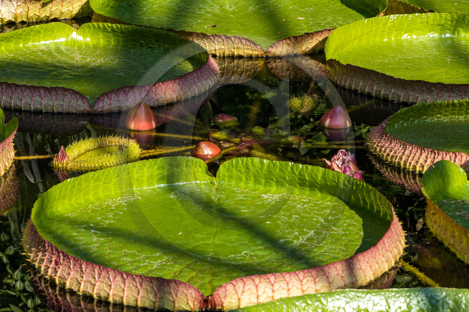 Serre au nénuphars géants,  Victoria Amazonica
