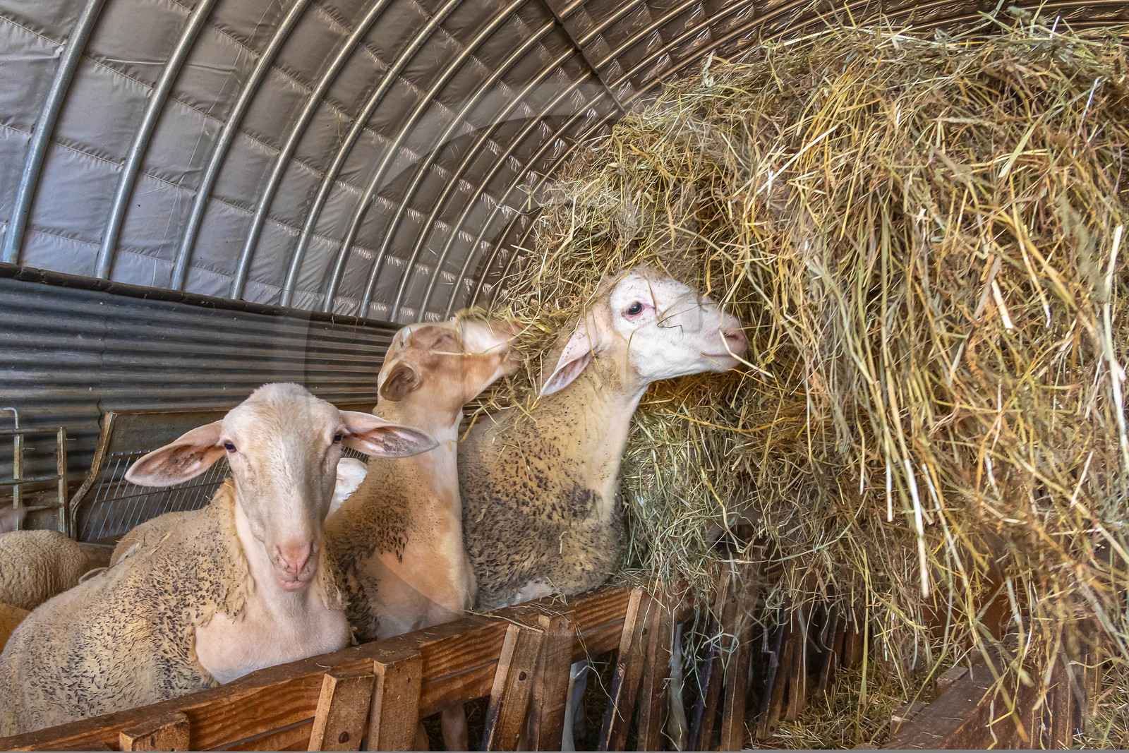Ferme des Bichoux