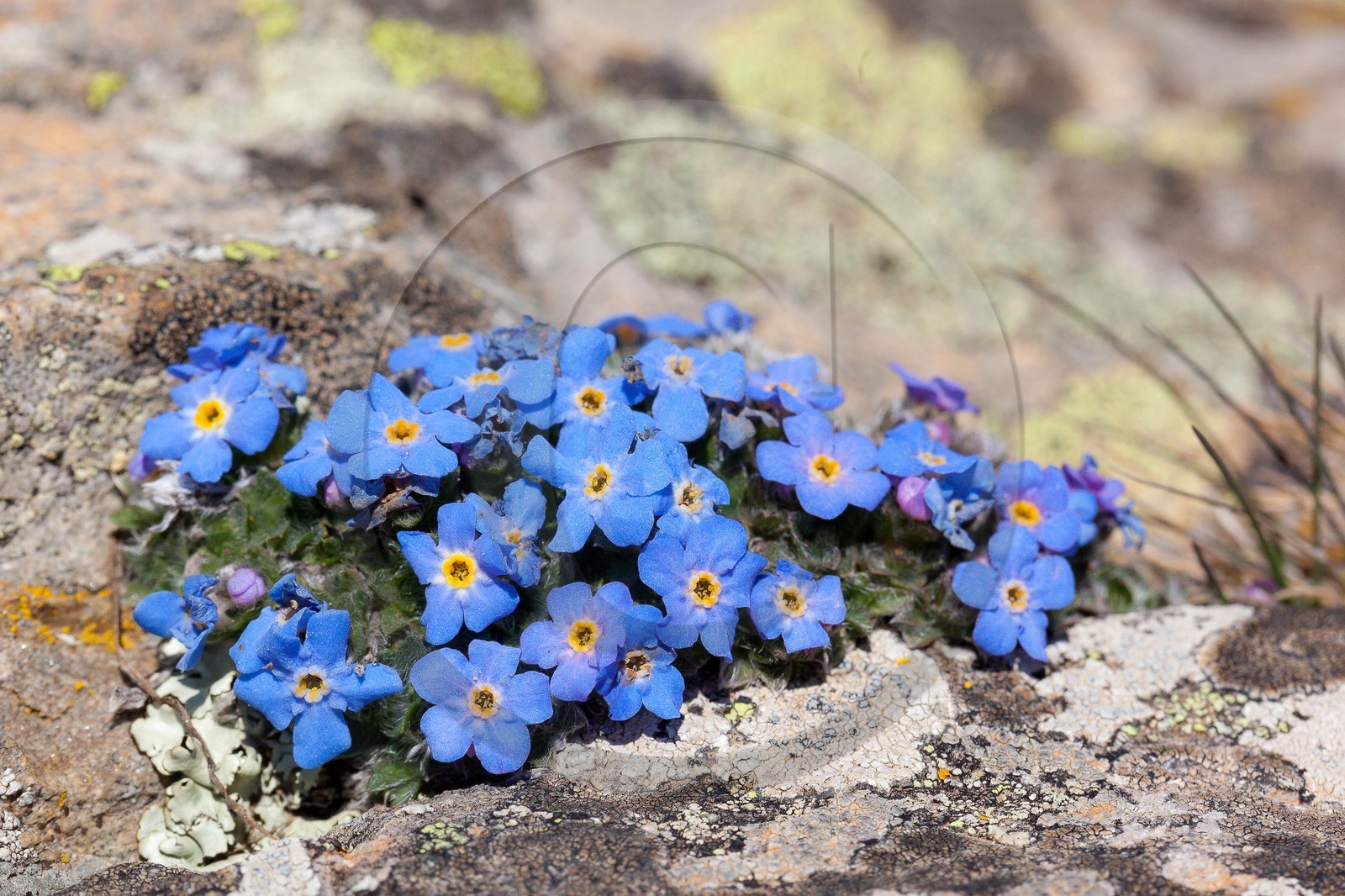 Eritriche nain, Eritrichium nanum