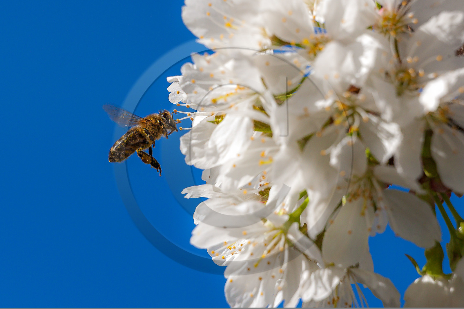 Abeille sur fleur de cerisier Abeille sur fleur de cerisier