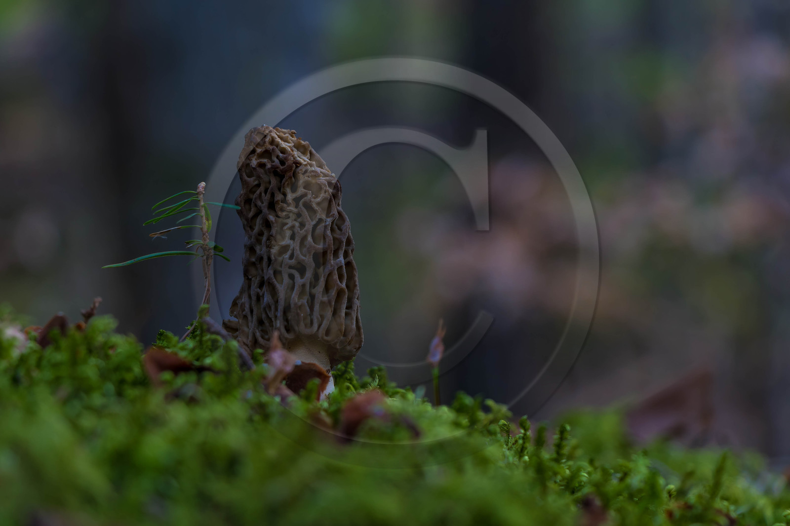 Morille, Morchella