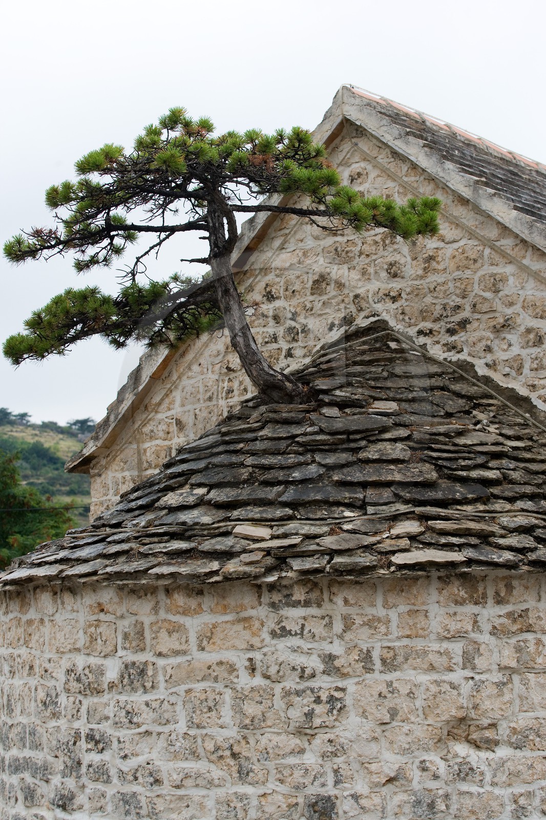 Nerezisca, Arbre bonzaï sur l'église Nerezisca, Arbre bonzaï sur l'église