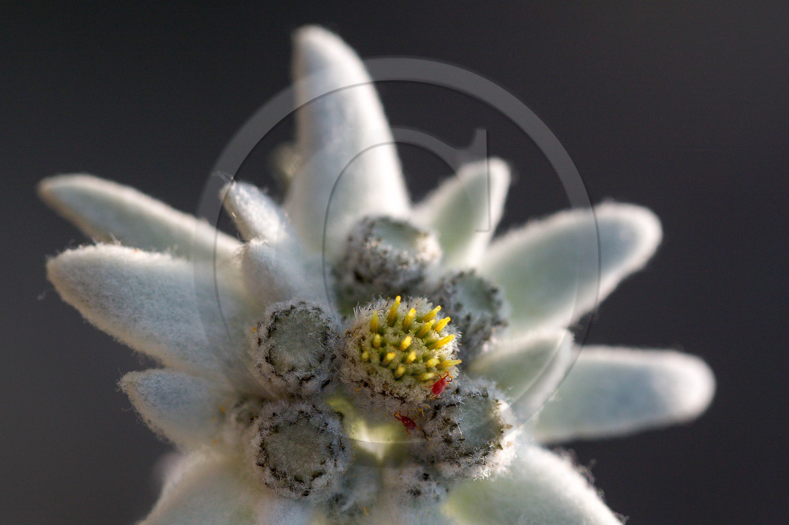 Edelweiss, Leontopodium alpinum Edelweiss, Leontopodium alpinum