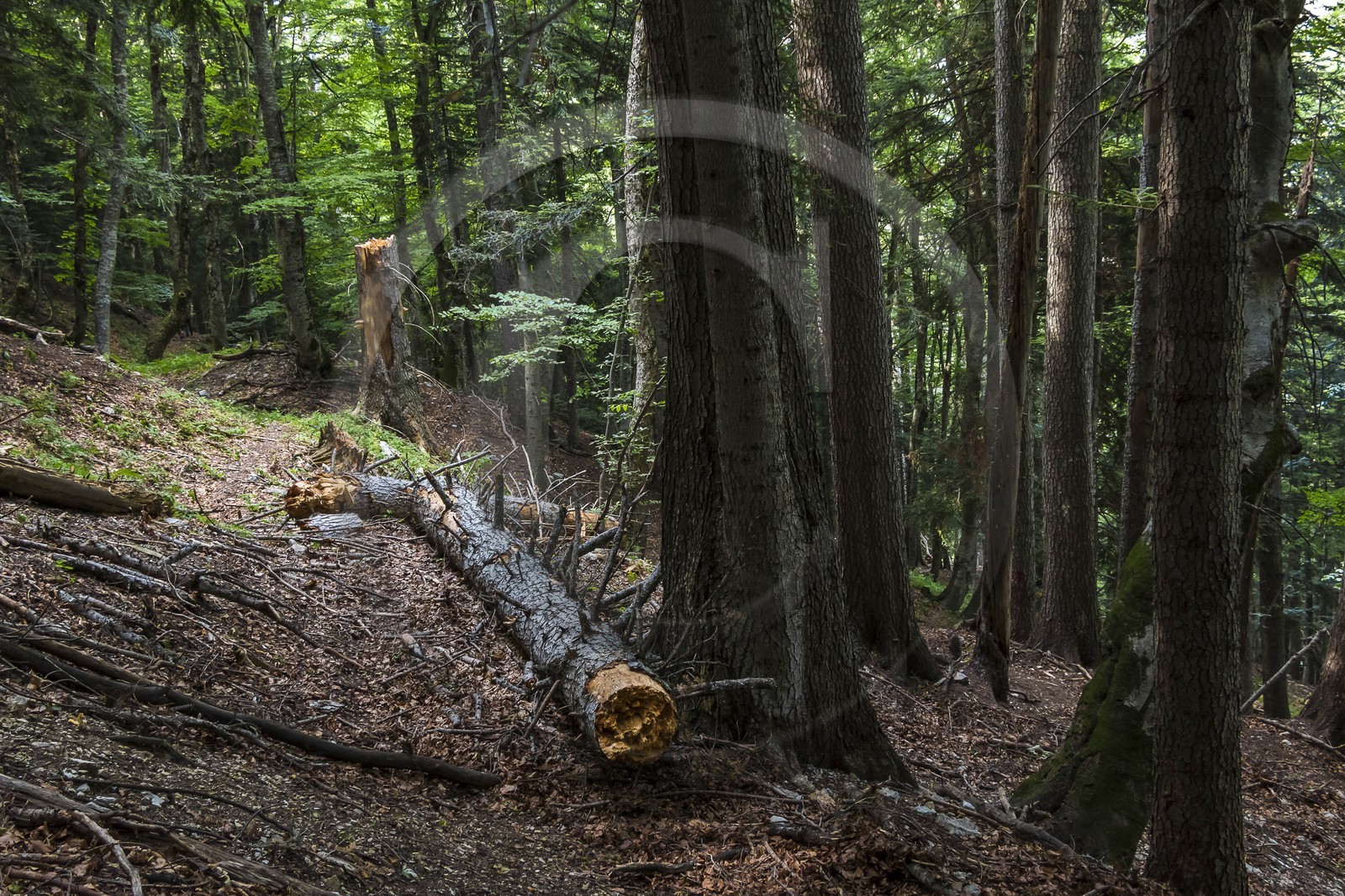 Bois du Chapitre, forêt domaniale de Gap-Chaudun