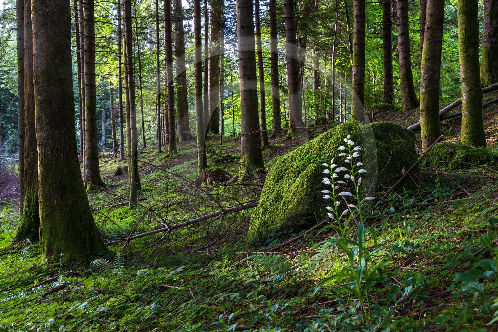 ENS de l'Isère, Marais des Seiglières