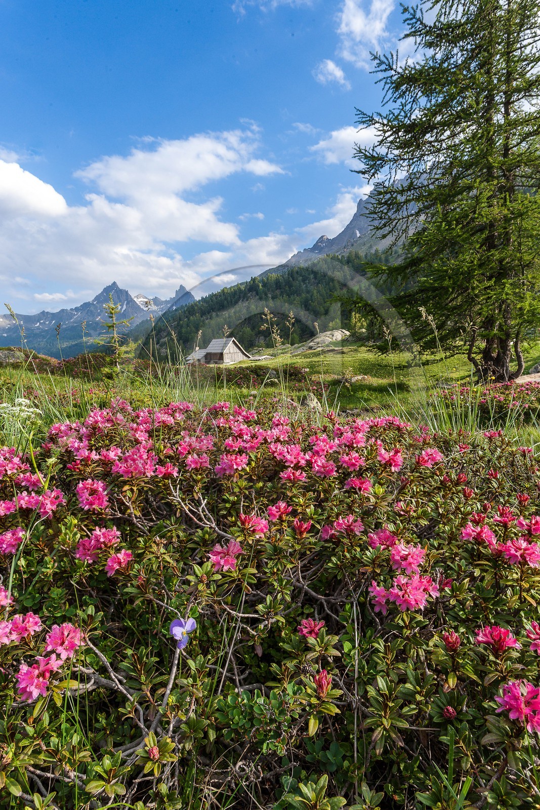 Rhododendrons