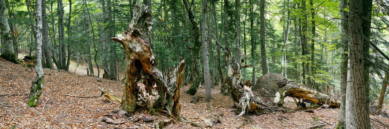 Bois du Chapitre