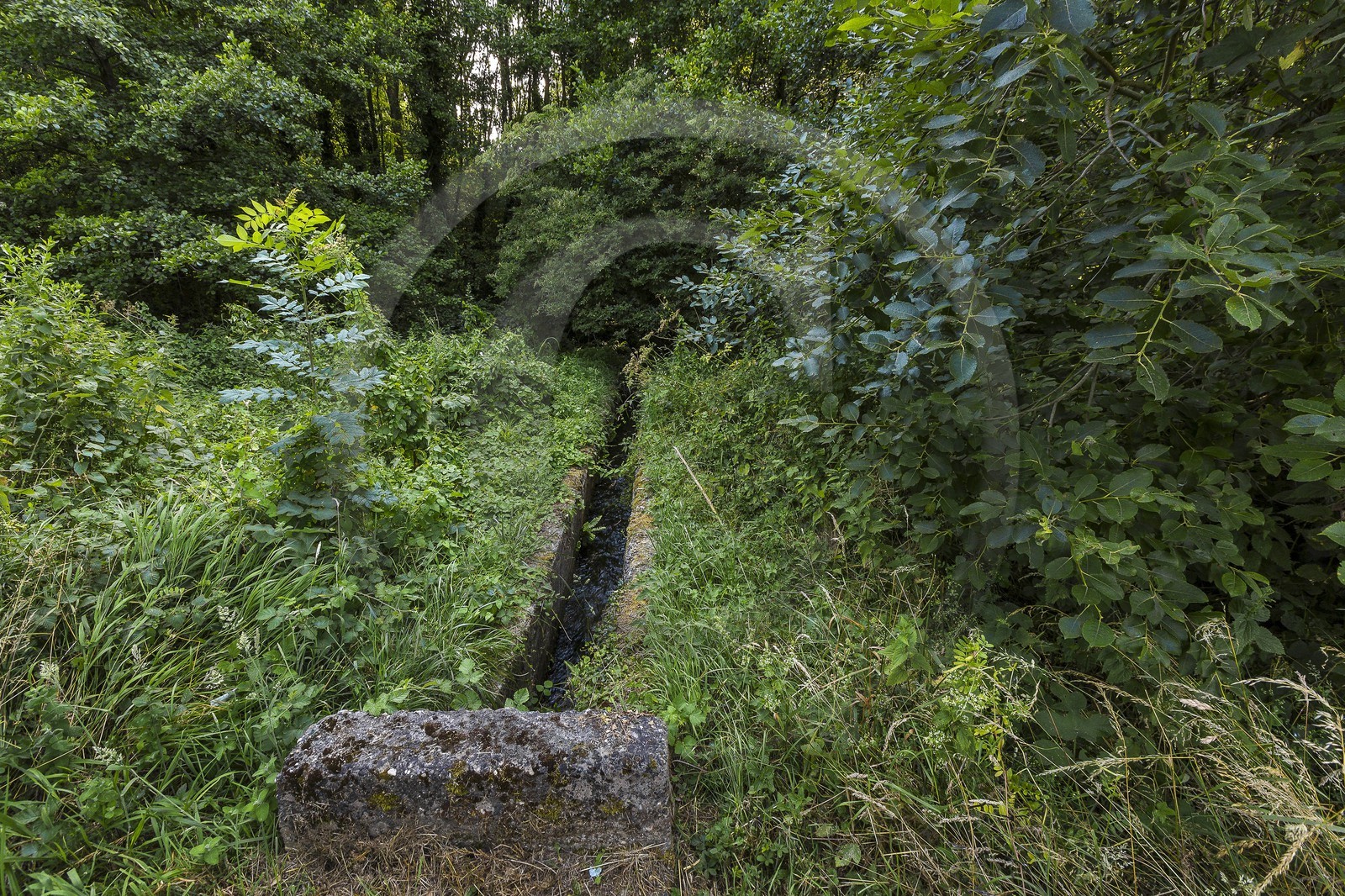 ENS de l'Isère, Zone humide de la Merlière