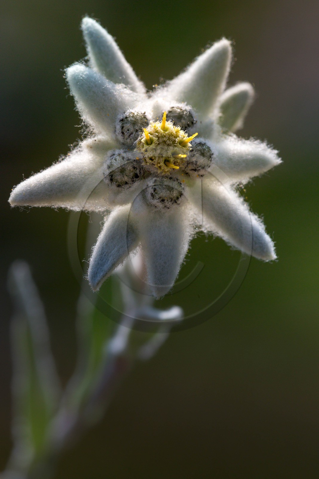 Edelweiss, Leontopodium alpinum Edelweiss, Leontopodium alpinum