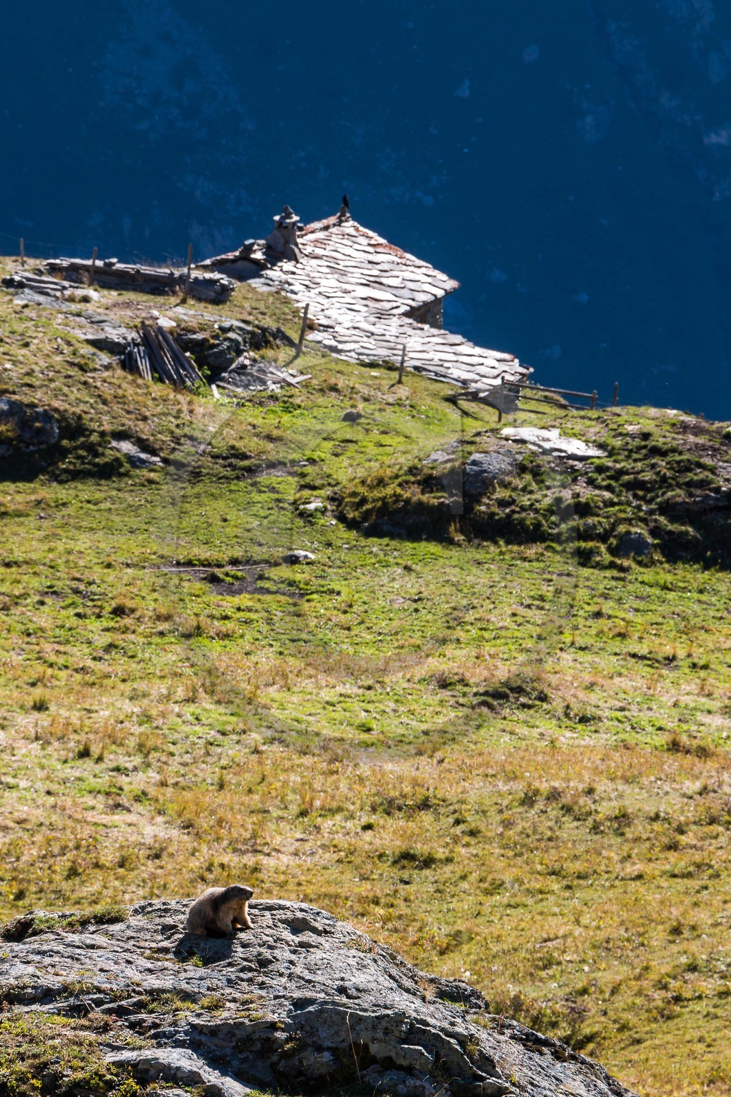 Marmotte