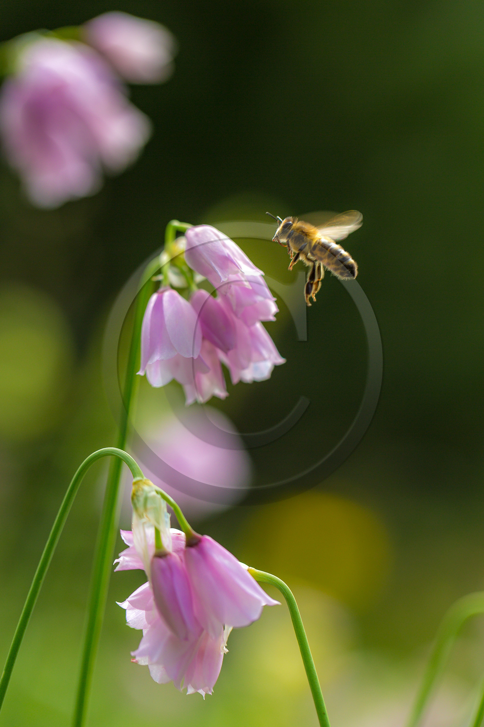 Ail à fleur de narcisse,, abeille Ail à fleur de narcisse,, abeille