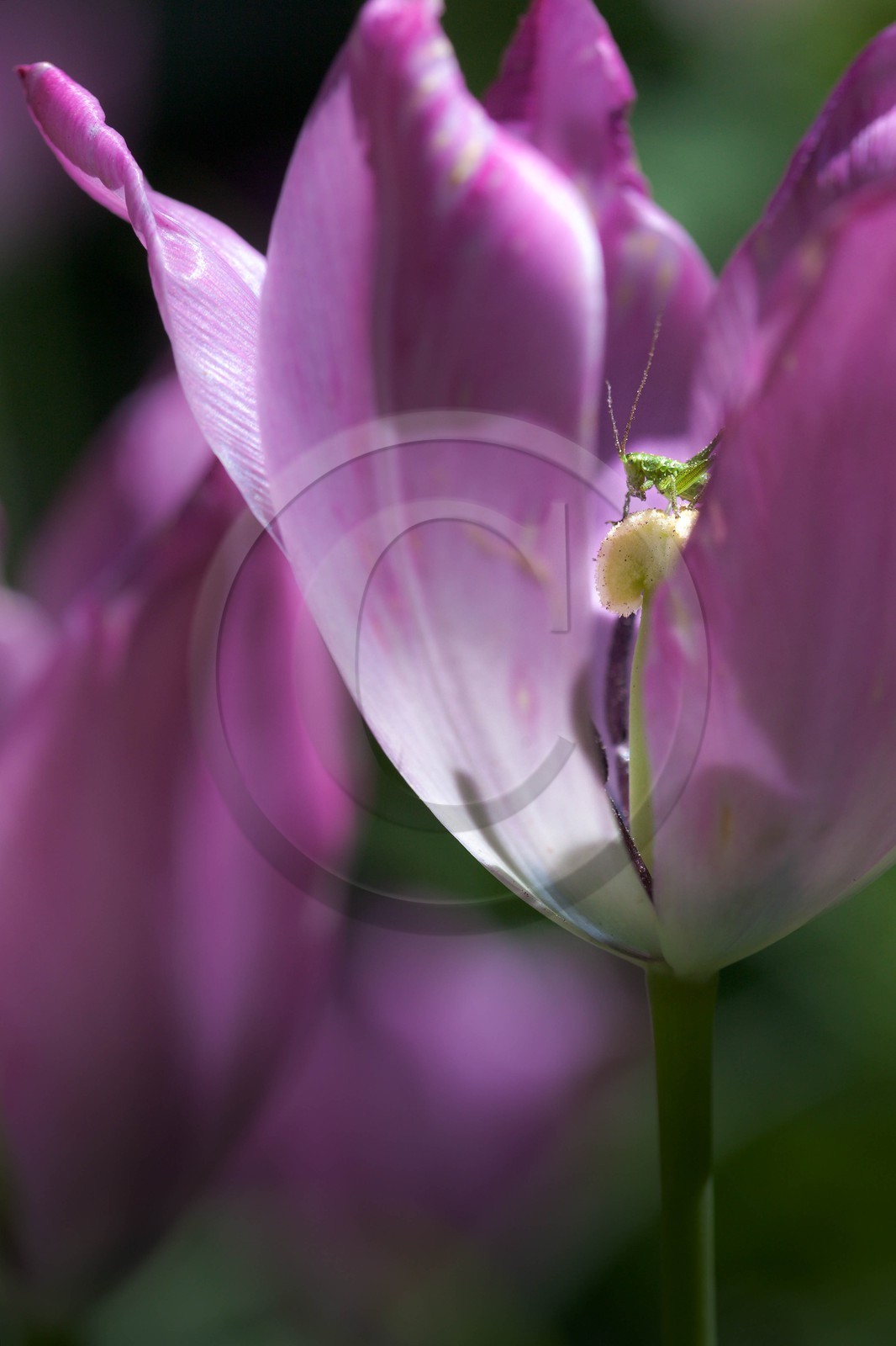 Tulipe de Guillestre, Tulipa platystigma Tulipe de Guillestre, Tulipa platystigma