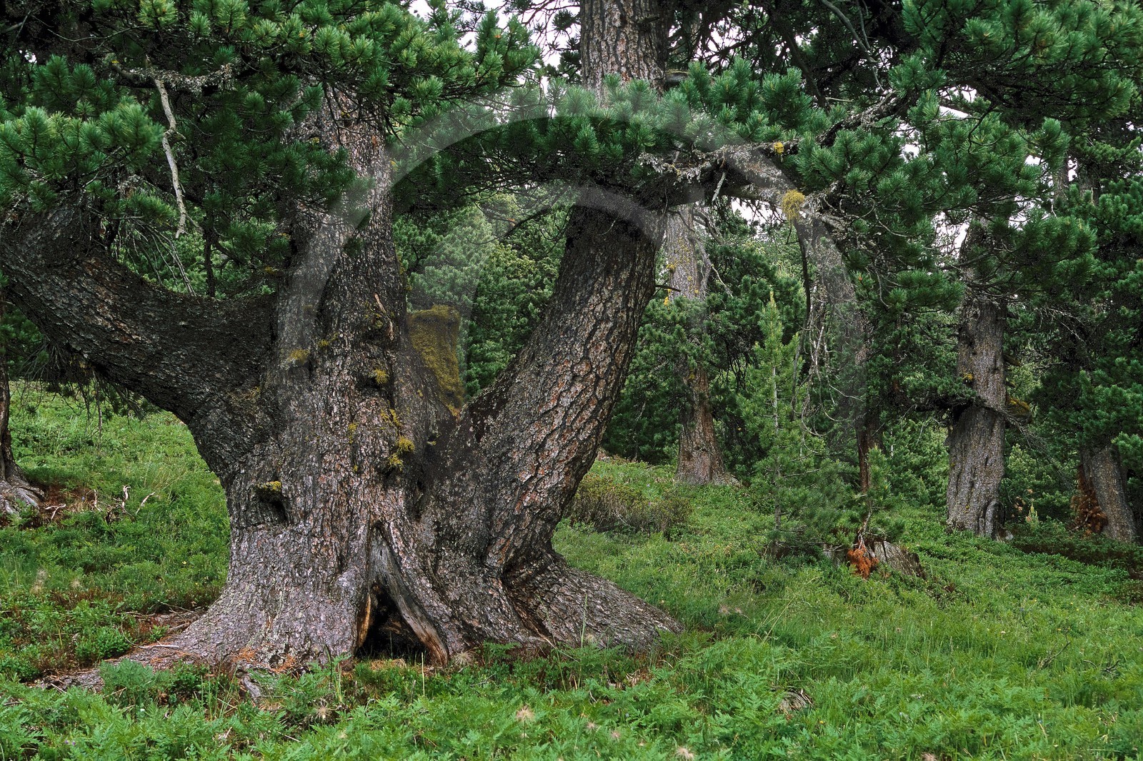 Bois des Ayes, Pin cembro