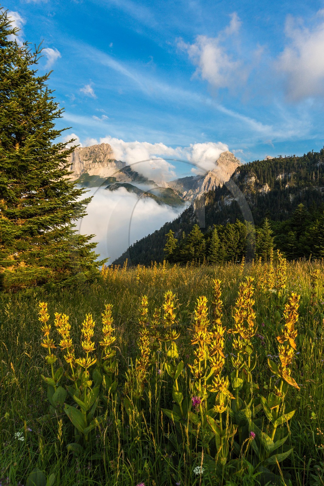 vallon de La Jarjatte, Col de Priau, gentiane jaune (gentiana lutea)