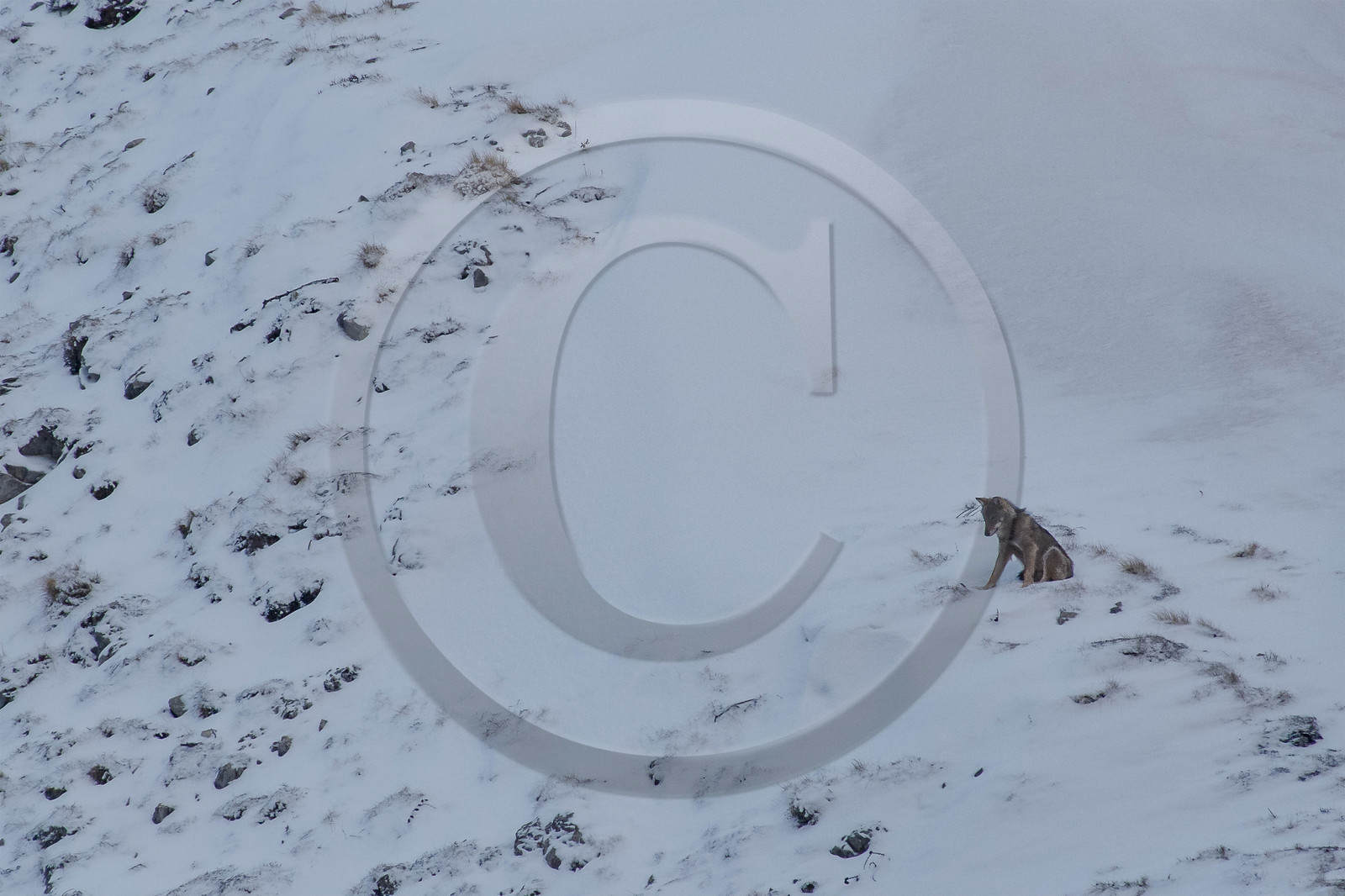 Film : La vallée des loups