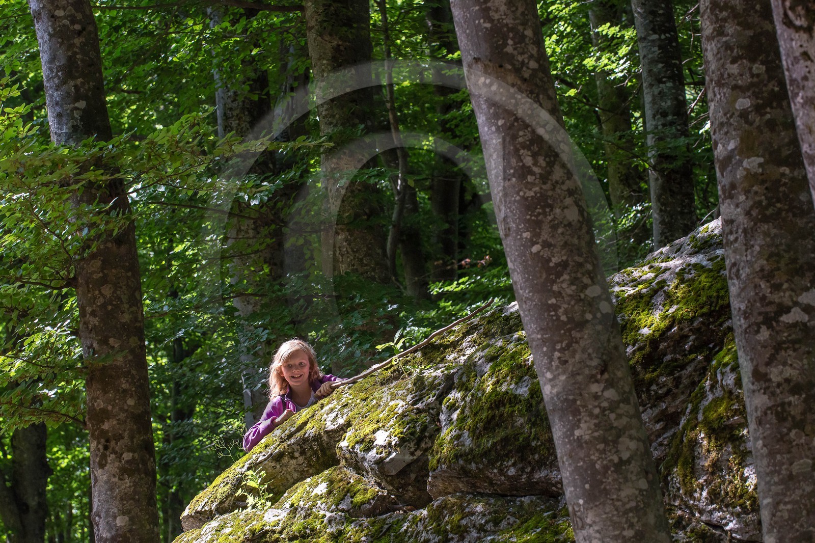 Alpes de Haute-Provence, hêtraie de Pontis