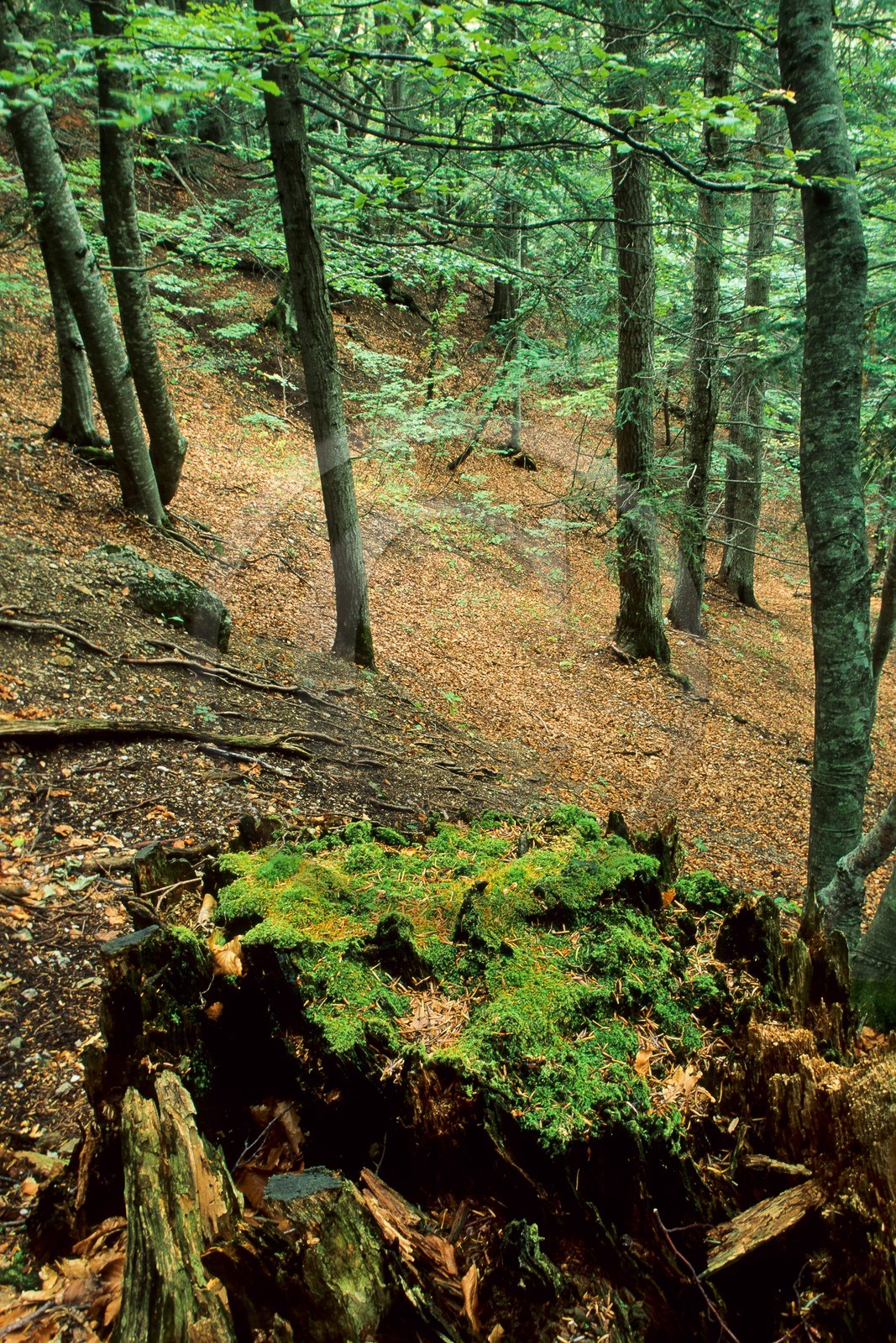Bois du Chapitre