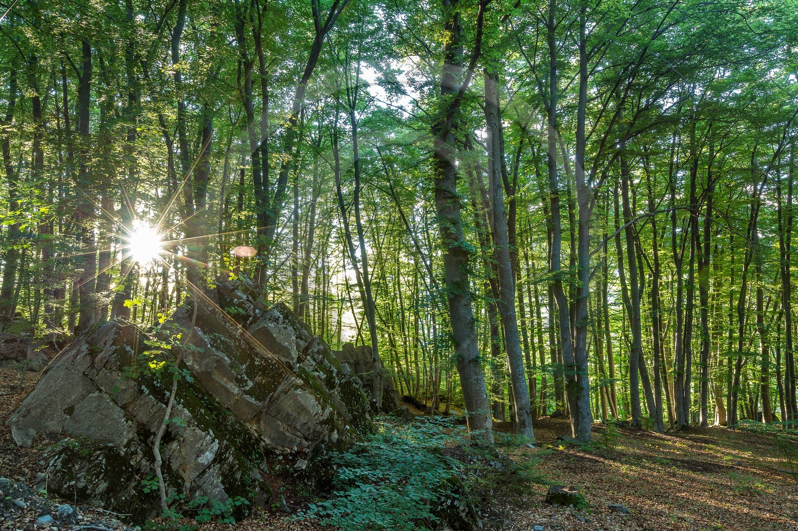Alpes de Haute-Provence, hêtraie de Pontis