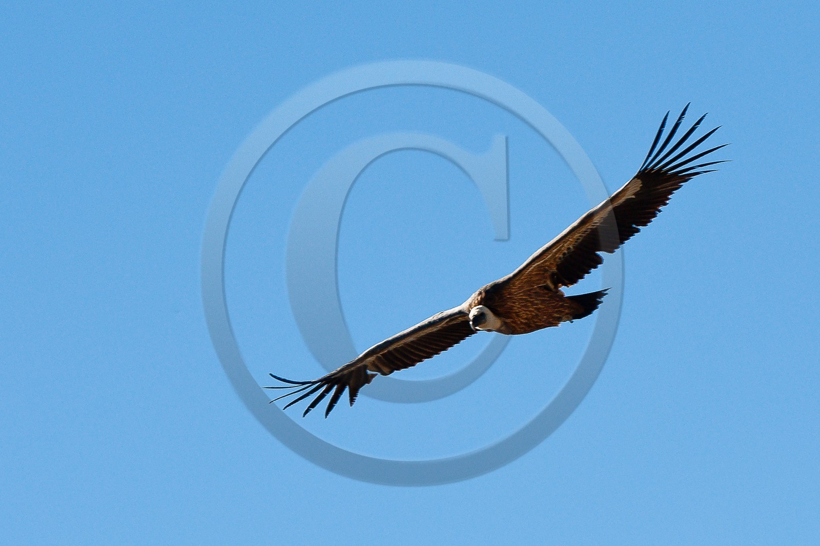 Vautour fauve, Gyps fulvus